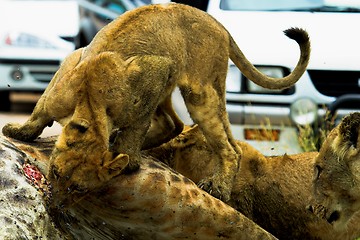 Image showing Feeding Cub