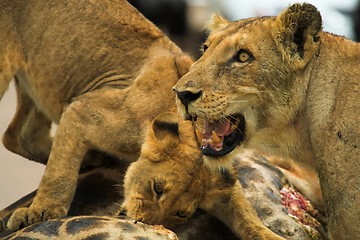 Image showing Angry Lioness