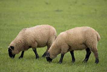 Image showing Two Sheep