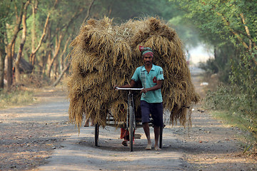 Image showing Rickshaw rider transports rice from the farm home