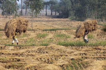 Image showing Farmer carries rice from the farm home