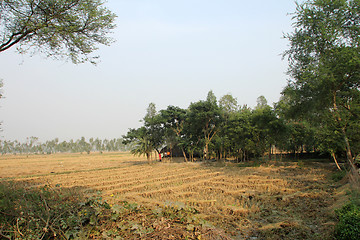 Image showing Rice field in West Bengal, India