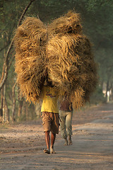 Image showing Farmer carries rice from the farm home