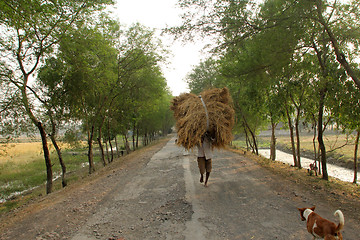 Image showing Farmer carries rice from the farm home