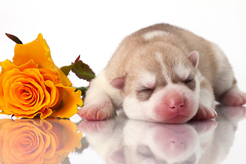 Image showing newborn puppy