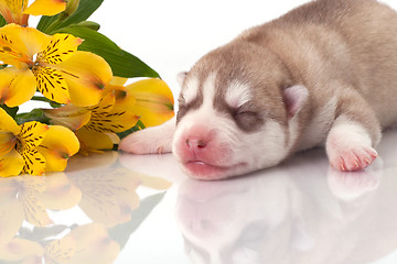 Image showing newborn puppy