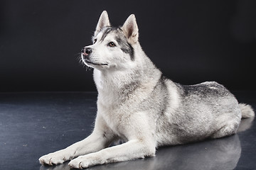 Image showing siberian husky