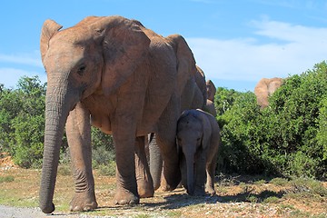 Image showing Elephant Family