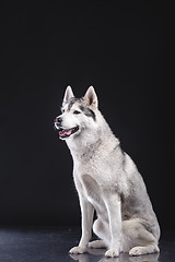 Image showing siberian husky