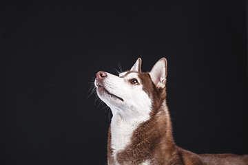 Image showing siberian husky