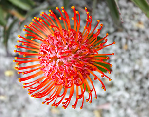 Image showing Graduated orange red protea - Leucospermum cordifolium