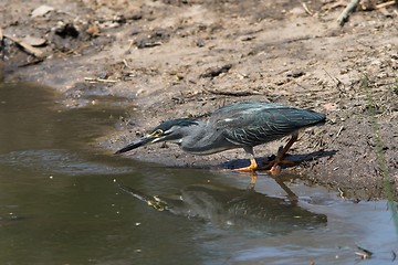 Image showing Heron