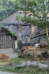 Image showing Rice is threshed/winnowed