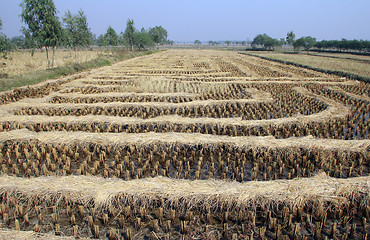 Image showing Rice field just after harvesting