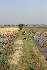Image showing Cows grazing in the rice fields in Sundarbans, West Bengal, India