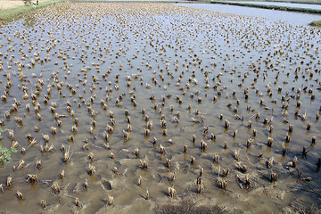 Image showing Rice field just after harvesting