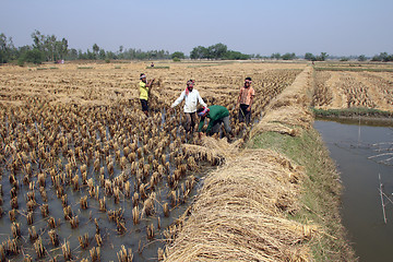 Image showing Farmer havesting rice on rice field
