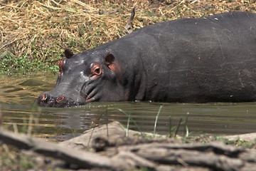 Image showing Hippo