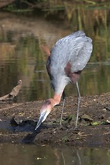 Image showing Fishing