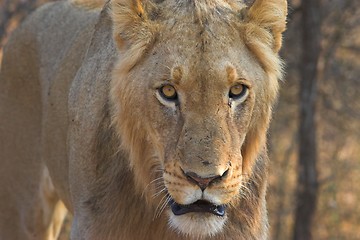 Image showing Juvenile Lion