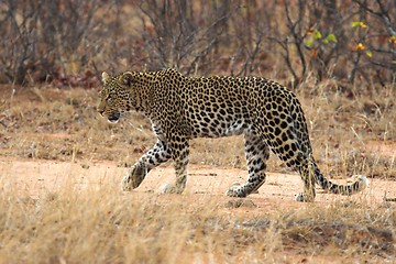 Image showing Leopard