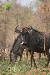 Image showing Blue Wildebeest