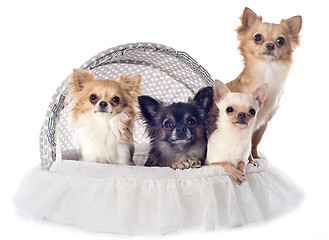 Image showing four chihuahuas