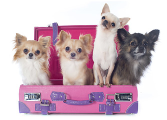 Image showing chihuahuas in suitcase