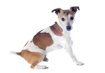 Image showing jack russel terrier