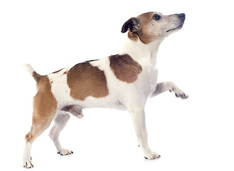 Image showing jack russel terrier