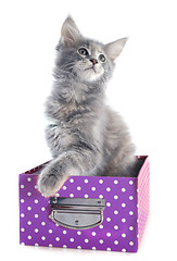 Image showing maine coon kitten