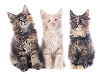 Image showing maine coon kitten