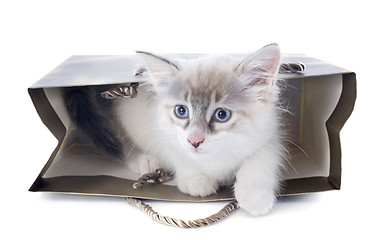 Image showing birman kitten in craft