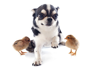 Image showing chihuahua and chicks