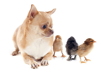 Image showing chihuahua and chicks
