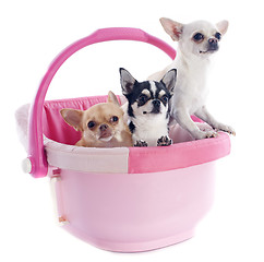 Image showing chihuahuas in cosy