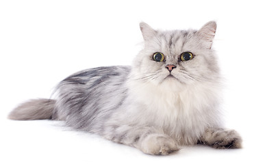 Image showing persian cat