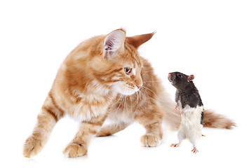 Image showing maine coon kitten and rat