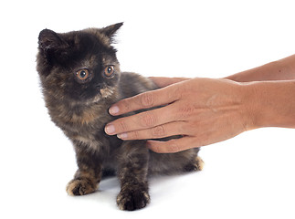 Image showing Exotic Shorthair kitten