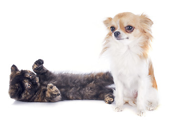 Image showing Exotic Shorthair kitten and chihuahua