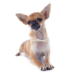 Image showing puppy chihuahua