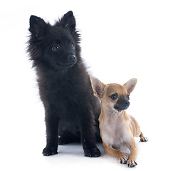 Image showing puppies chihuahua and spiz