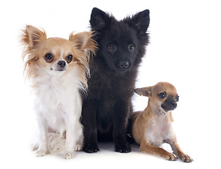 Image showing three little dogs