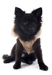 Image showing puppy spitz