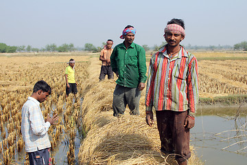 Image showing Farmer havesting rice on rice field