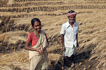 Image showing Farmer havesting rice on rice field