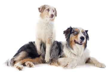 Image showing australian shepherds