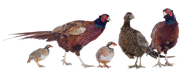 Image showing game birds