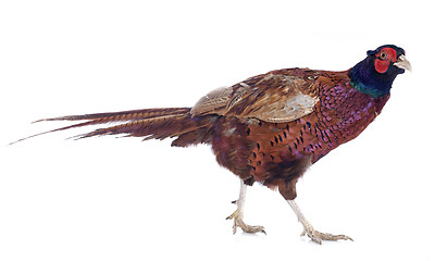 Image showing Male European Common Pheasant