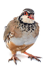 Image showing French Partridge, Alectoris rufa